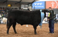 Raza Wagyu