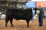 Raza Blonde D ' aquitaine