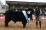 Raza Wagyu