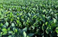 Grupo GR adquiere el semillero Haziak y consolida su programa de soja no transgénica en Argentina