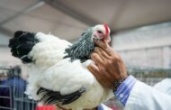 Las Aves Regresaron a Palermo