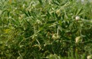 Legumbres de invierno: potencial para diversificar y fortalecer los sistemas productivos