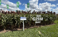 Sorgo: la alternativa estratégica para aprovechar el potencial de esta campaña