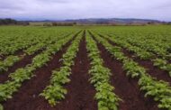 La fertilización foliar potencia el rendimiento de los cultivos