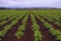 Mesa Pbaja rentabilidad, reducción en la cantidad de productores e incremento de las importaciones, en la agenda
