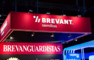 Colección 2026: Brevant renueva su portafolio y se consolida como un  semillero completo