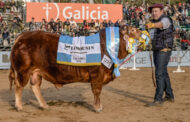 Los Grandes Protagonistas de Limousin
