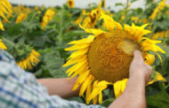 BASF presenta Vulcarus®: una nueva herramienta para el control temprano de malezas en girasol en ASACIM 2026.