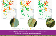 Mirá el mapa de alertas: qué muestran hoy las enfermedades en trigo