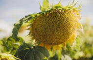 Girasol: la alternativa en donde la soja encuentra su límite
