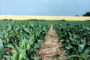 AgroActiva 2027 ya tiene identidad: llega “Muestra Patria”