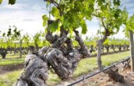 Diez Vinos para explorar Nuevos Terruños