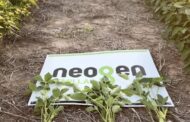 Soja: la nueva frontera productiva está dentro del lote