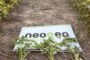 Una variedad de soja NK logró el primer puesto en tres localidades de la red CREA Oeste Arenoso