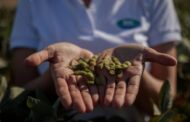 Una variedad de soja NK logró el primer puesto en tres localidades de la red CREA Oeste Arenoso
