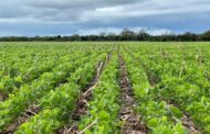 El año Niño obliga a practicar una nutrición inteligente