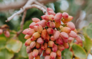 Las claves del pistacho, un cultivo de largo plazo con gran potencial para Cuyo