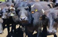 Corrientes pone a prueba el potencial productivo de los búfalos