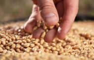 ASA llamó a modernizar la legislación de semillas para impulsar la inversión y la productividad del agro