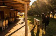 Experiencias Innovadoras en Turismo, Gastronomía y Destilados