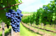 El futuro del Vino Argentino, las lecciones de Chile y Australia